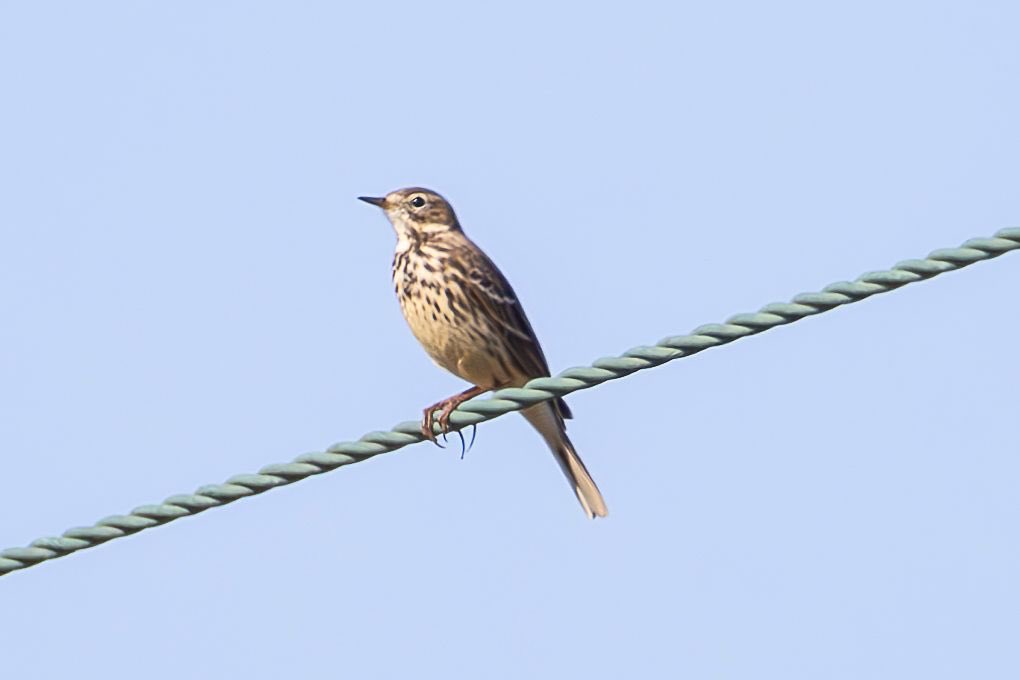 bromerzz tweet media