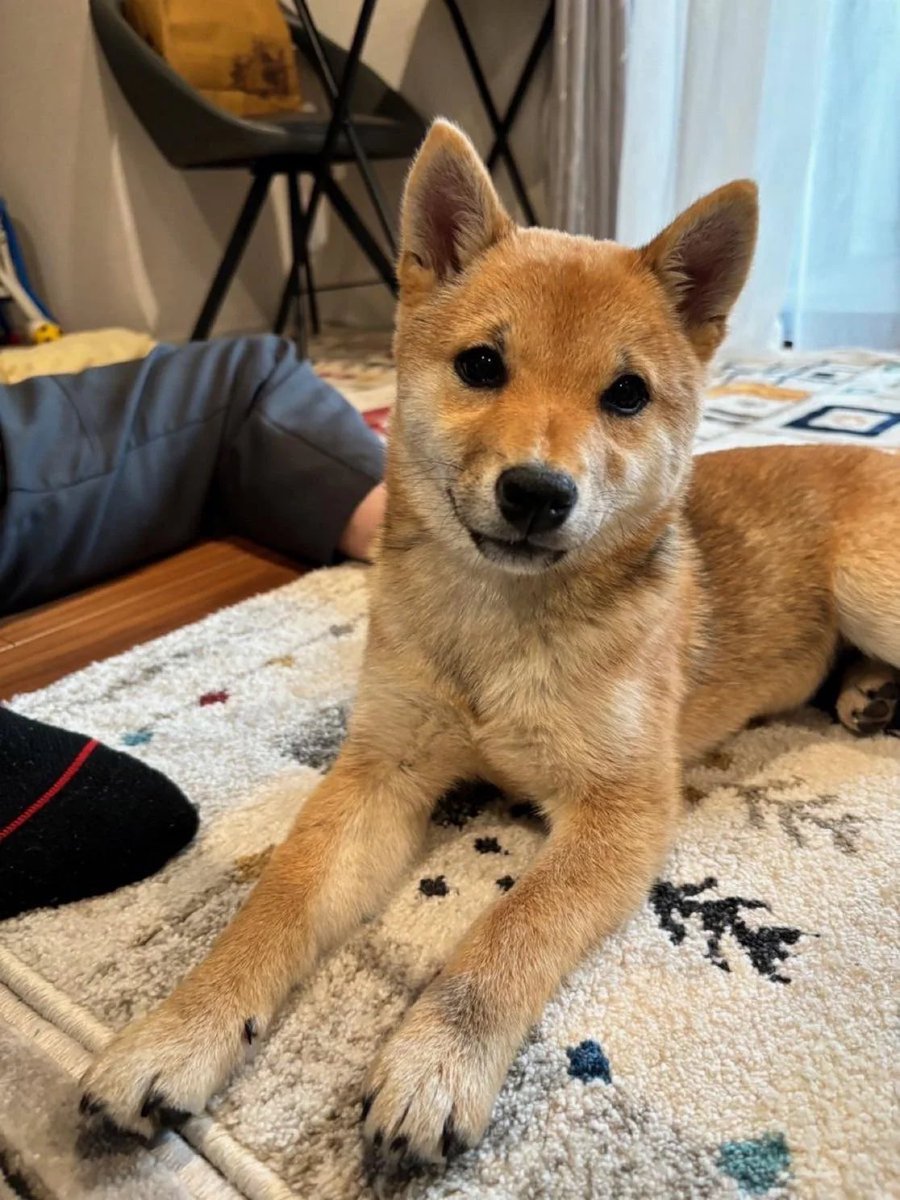 Ohayō!

Thank you to @pumpdotfun for supporting the San Chan Project with a $10,000 community grant.

We will be using it just as intended – for the community. 

The team is going to host competitions for <a href="/SanChanRun/">San Run</a> , give out exclusive merch, and build a prize pool for the best