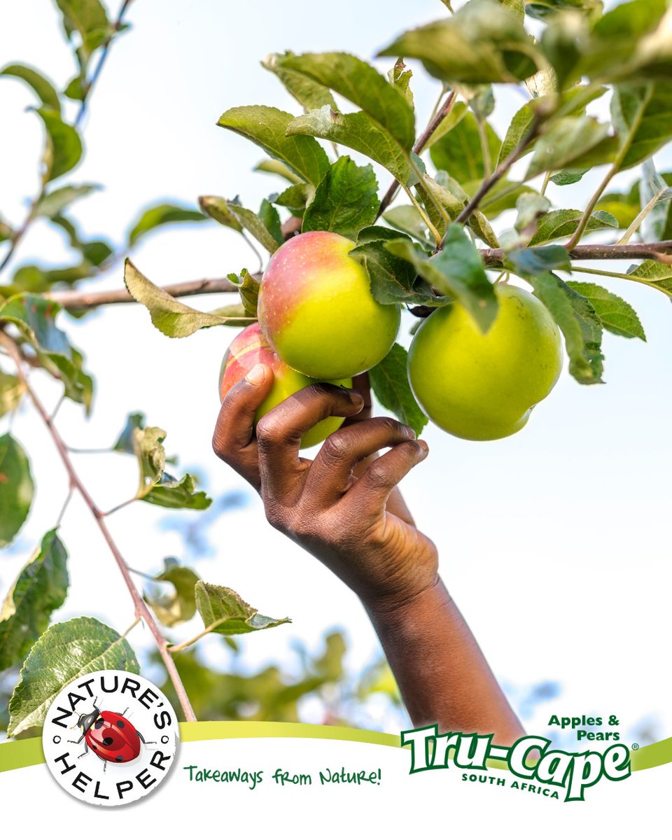 TruCapeFruit's tweet image. From rootstock come great trees and even greater snacks! 🌳 #TruCape #AppleTreeDay