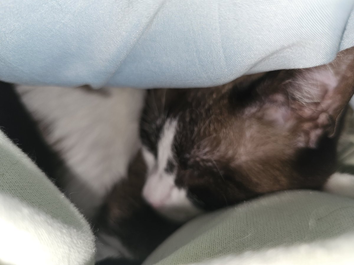 CatMaChaos's tweet photo. Shhhh...it's naptime and #HopeKitty is undercover 🥸.
🐈 #CatMaChaos #catsofx #catsontwitter #cats #catlife #lifewithcats #lovemycats #theyrescuedme 🐈 ❤️ https://t.co/9zwkqojCJV
