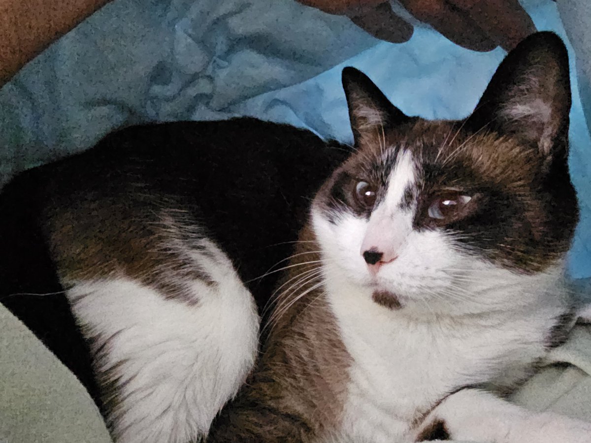 CatMaChaos's tweet photo. Shhhh...it's naptime and #HopeKitty is undercover 🥸.
🐈 #CatMaChaos #catsofx #catsontwitter #cats #catlife #lifewithcats #lovemycats #theyrescuedme 🐈 ❤️ https://t.co/9zwkqojCJV
