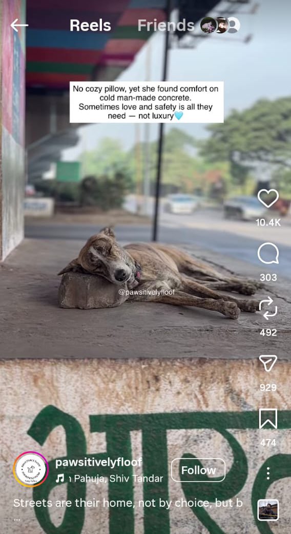 Words_essence's tweet photo. Or log inko khatarnak bolty ha 🙂zalim bolty ha , 

#StopDogKilling #AnimalCruelty #AnimalRightsPakistan #StrayDogs #EndPoisoning #BeKind #JusticeForAnimals
 #StopDogKilling https://t.co/6Ka0LzOemG