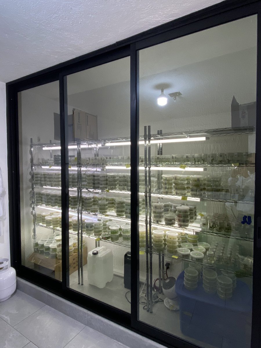Enero 2025 vs Enero 2026 
Hace 1 año empezamos desde cero un laboratorio de micropropagación. Después de varios errores y aprendizajes, hoy tenemos 30 variedades en producción y mucho camino por recorrer 🌱🧪🤩