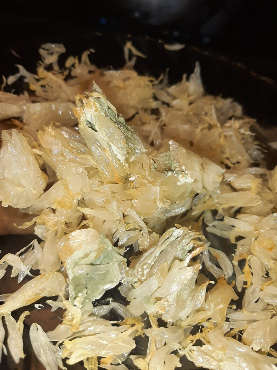 Tomek loves Randal! 🐈 tweet media