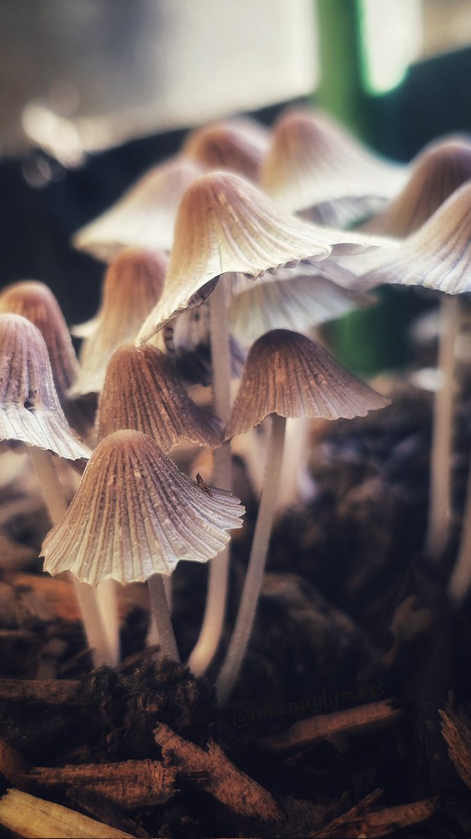 🍄💙 #MushroomMonday