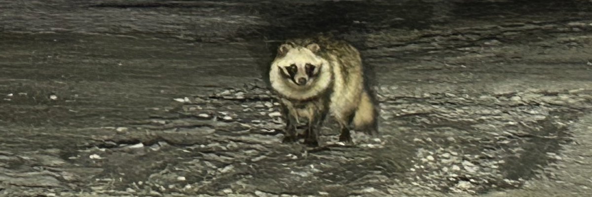 埼玉にタヌキはいっぱい居ます₍ᐢ⓿ᴥ⓿ᐢ₎