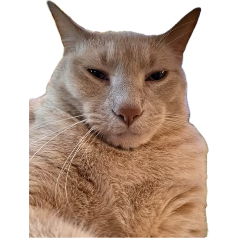 Orange cat supremacy 🧡