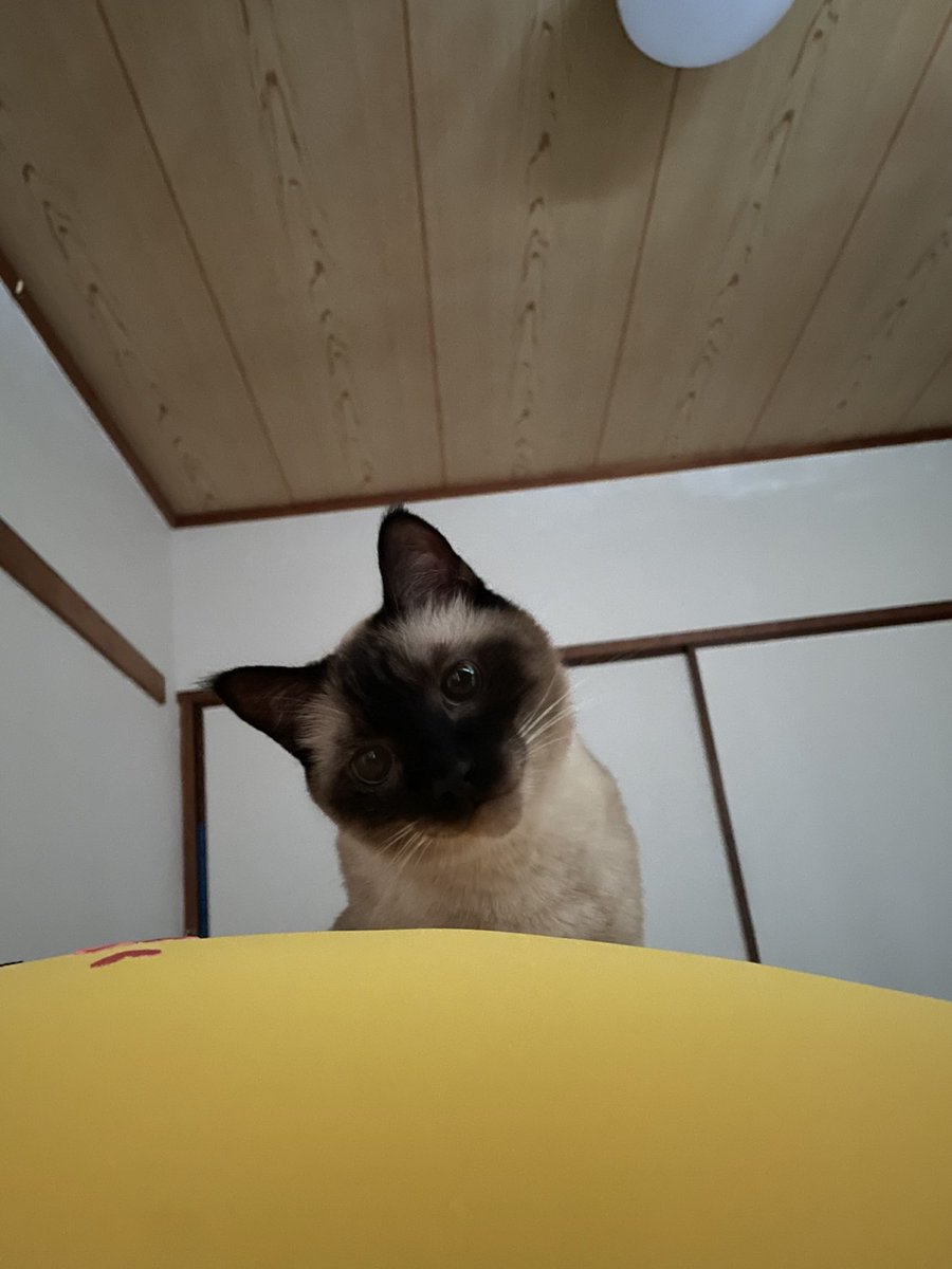 お値下げしました。シャム猫 シャム (ネコ) - Wikipedia