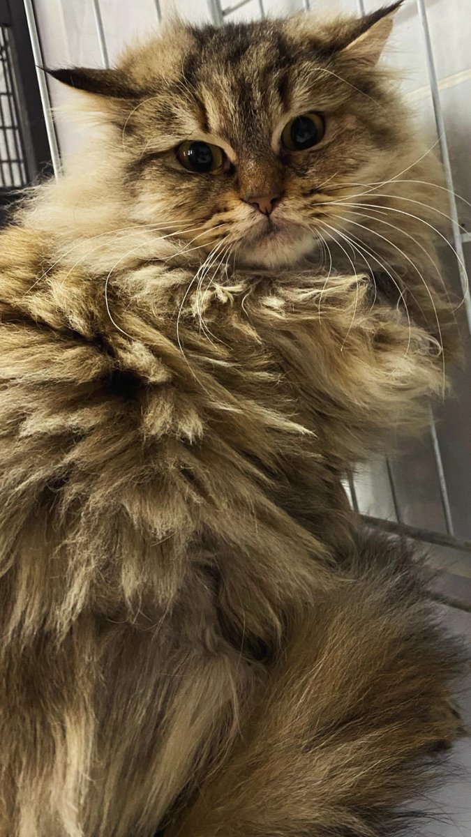 "ANKARA / ÇOK ACİL KALICI YUVA ARANIYOR 
KLİNİKTE ÇOK ENDİŞELİ Yaklaşık 1 yaşında, dişi
 Kısırlaştırıldı İç–dış parazitleri yapıldı
İletişim:
0 535 491 68 65 – Rabia Şener  facebook.com/photo?fbid=130…