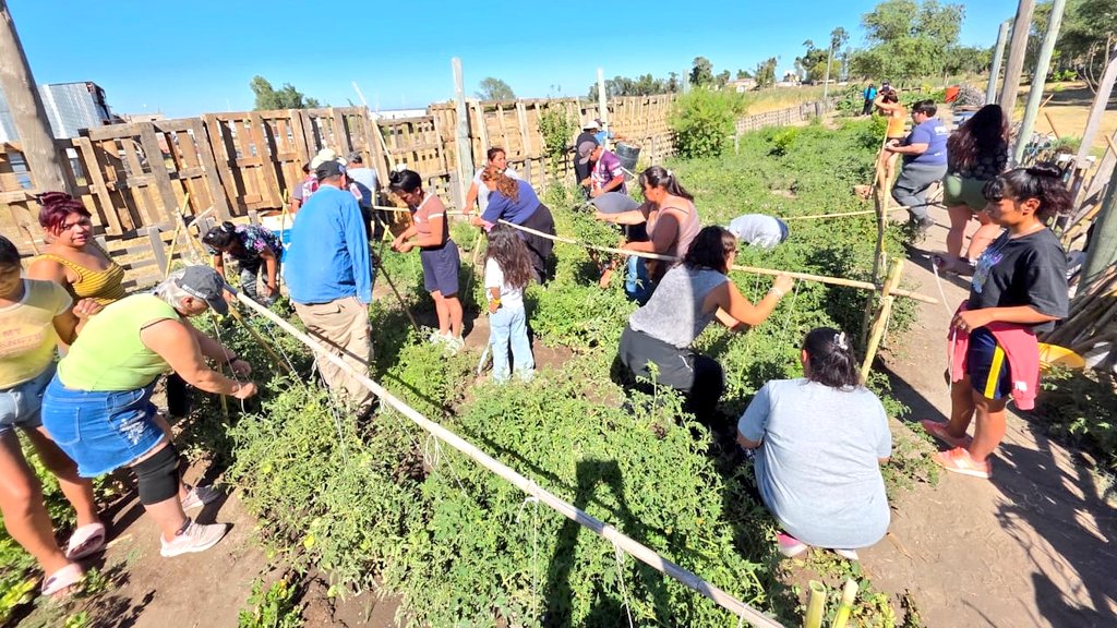 En la Huerta El Pocho – Corazones Solidarios 🌱 la tierra responde cuando hay compromiso.

Hoy realizamos el tutorado y raleo de tomates y cosechamos cherry, platense 🍅, apio y zapallitos. Además, trasplantamos berenjenas, morrones, apio y acelga 🥬.

Economía circular,