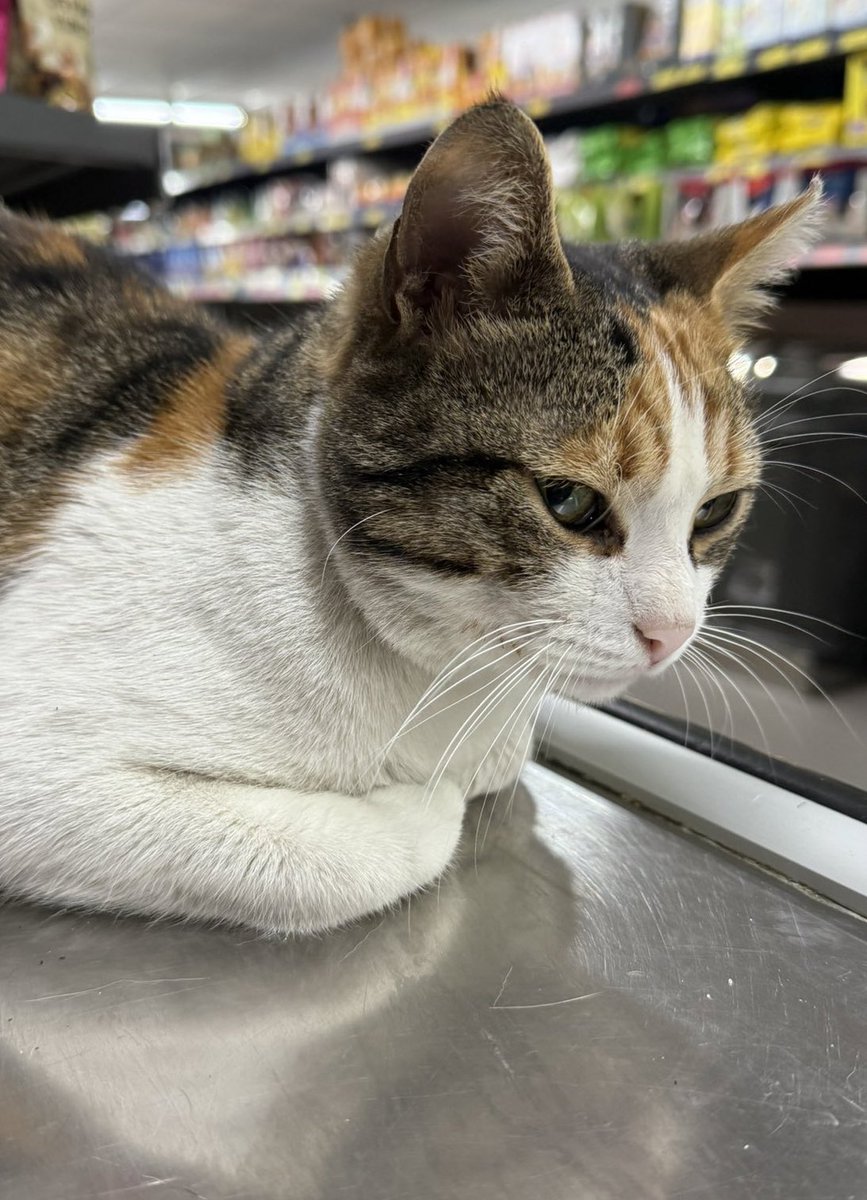 Bu kızın fıtık ameliyatı olması gerekiyor ama sonrasında sokağa dönemeyeceği için ameliyatı bekletiliyor. Masrafları karşılanacak sadece yuvaya ihtiyacı var. En azından acil geçici yuva bulsak da ameliyatını olsa yaa İSTANBULL