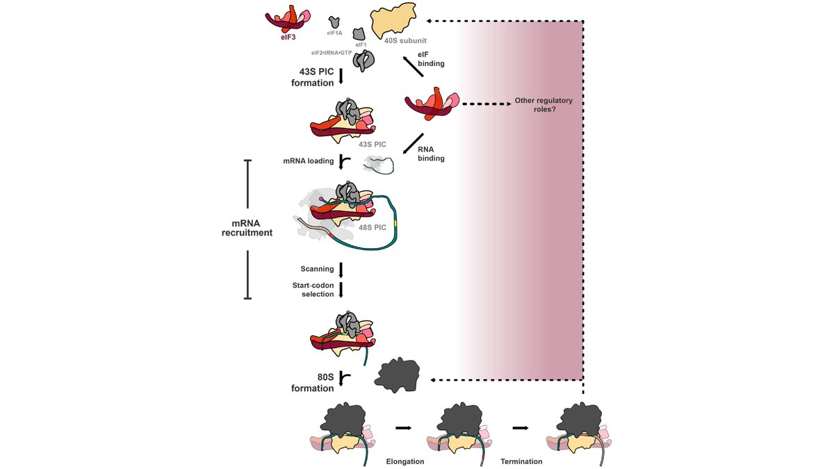 Ruben Gonzalez tweet media