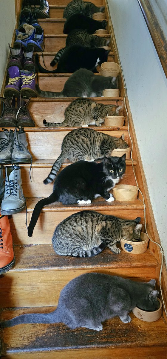 katyjon's tweet image. Global politics has been heavy the last 48hrs so have some #cats and #docs sharing the stairs peacefully chez moi
@drmartens