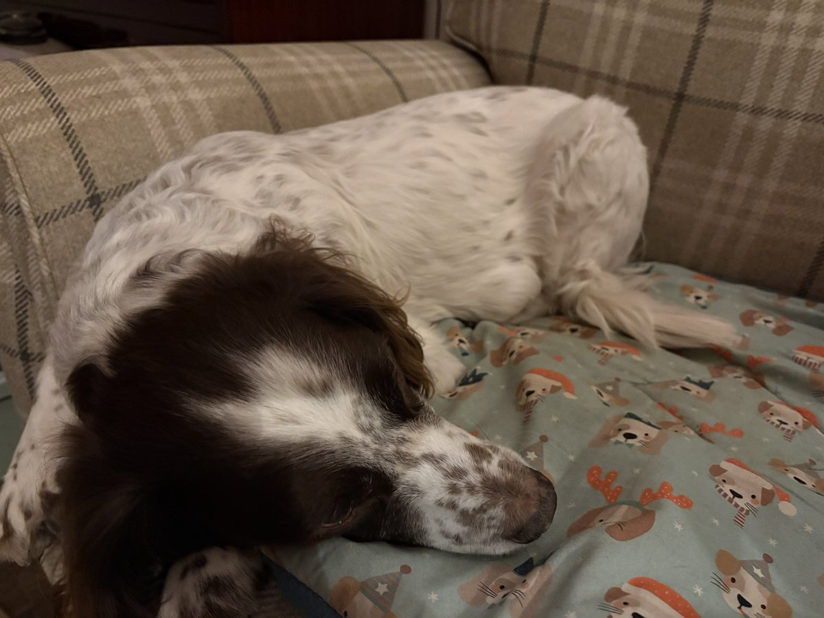 I’m quite comfortable here dad, there’s no need to take me out in the cold 🥶🐶💤🐶🐾 #SparkySleeps #SparkyandNellysWalk