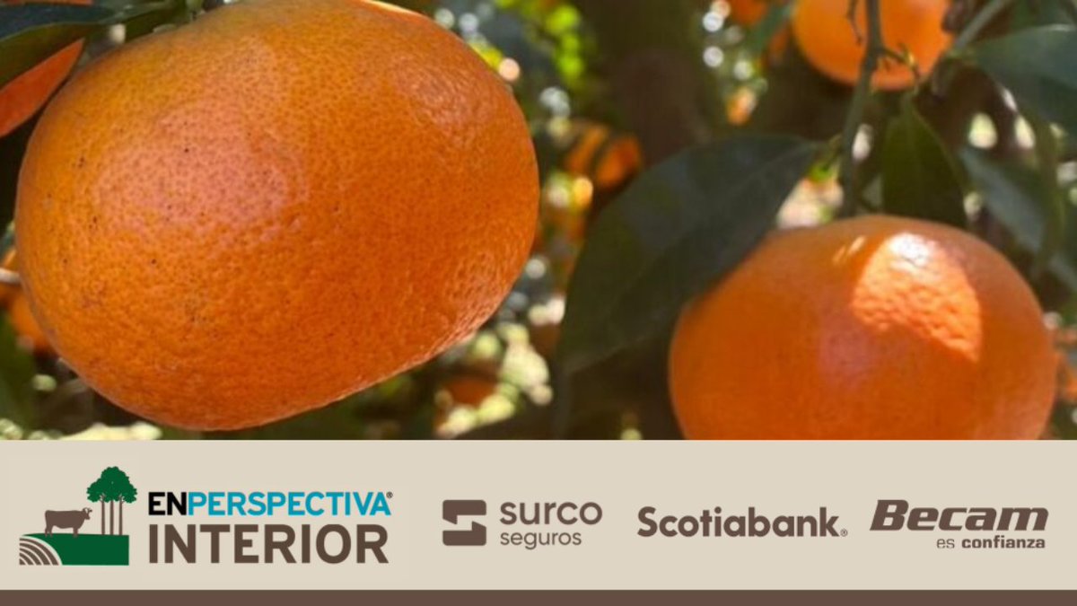 enperspectivauy's tweet photo. 🎙️🎥🌿 En Perspectiva Interior👉🏼 Mandarinas y naranjas: ¿cómo elegir según la época? ¿qué variedades se crean en Uruguay?

Presentado por Surco Seguros, @ScotiabankUy y Becam.

https://t.co/gHLI92aJgV https://t.co/6CFZoGFekk