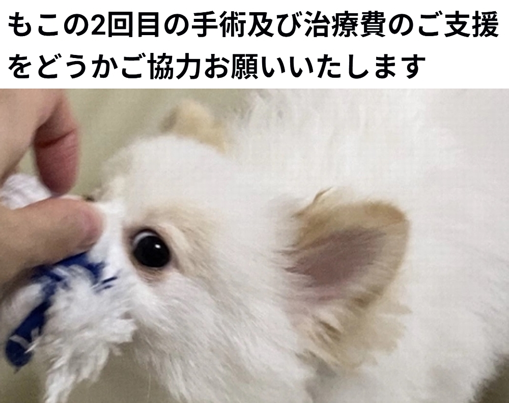 🆘#拡散希望🆘
もこ くん の門脈体循環シャント・膀胱結石の手術/治療費のクラファンへの御協力お願いします🙇‍♂️
↓
readyfor.jp/projects/166206

残り10日で、達成率23%(残り34万3千円)と、非常に厳しい状況です！
達成率が100%に達しないと支援金を受取る事が出来ません。

ご支援お願い致します🙇‍♂️