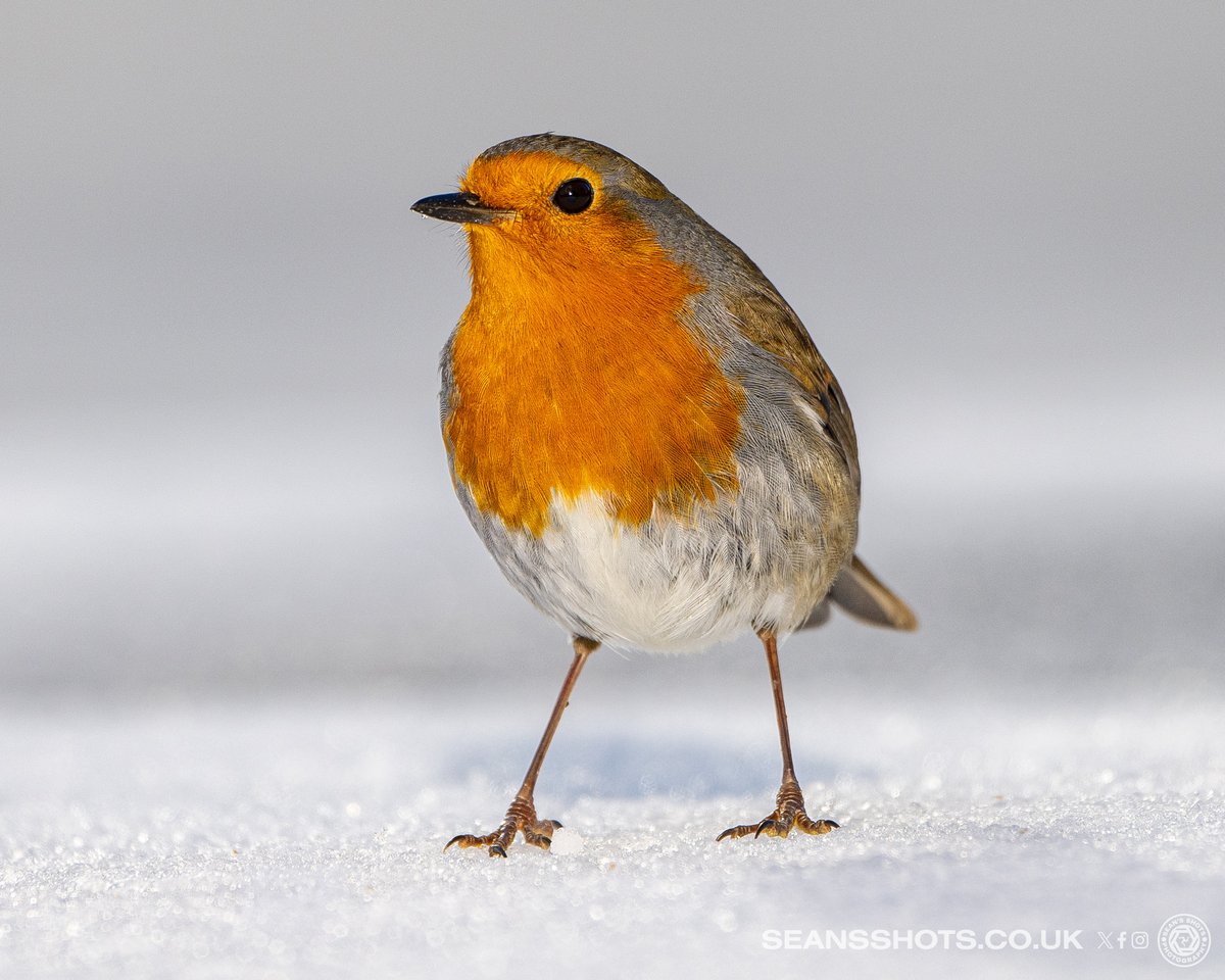 SeansShots tweet media