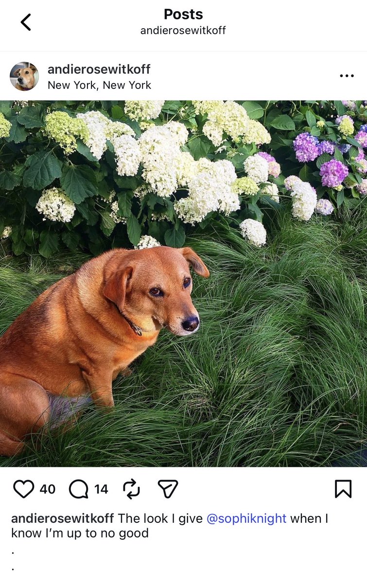 Suggrnaut's tweet photo. I found the Founder and CEO of WLFI @ZachWitkoff dog $ANDIE. Multiple Instagram posts by his wife Sophi led me to find this page. 

9zrDyHx6gUvZssC2KZnYgvNSDyUycdmyA1yquppKbonk

$ANDIE is followed by the entire Wilkoff family

https://t.co/BuhjeUbcdB https://t.co/AFUEHQtWg7