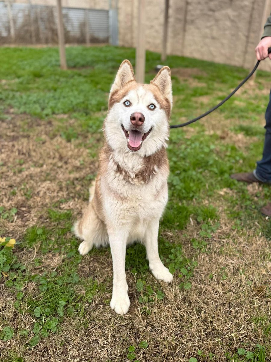 itsadogslifersq's tweet photo. ‼URGENT‼ at #Stanislaus Animal Services⤵️: Our #BestFriend ZEUS, handsome 4yo. #SiberianHusky male, loves people and smaller #dogs.
He's waiting for his #pawparent & new life! #foster #adopt #FostersSaveLives #fosterdog #fosteradog #adoptdog #adoptadog #huskylover #huskiesofX https://t.co/3uakoeJSEz