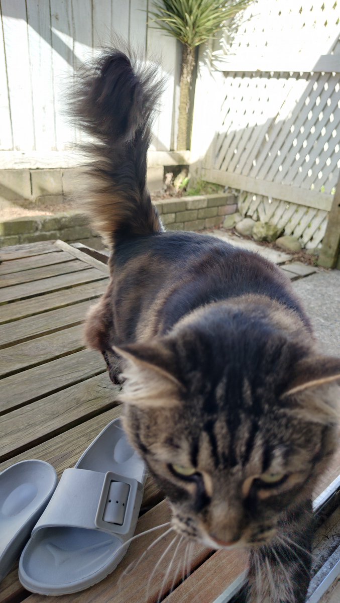 harpnote's tweet image. She can be quite naughty... But she gets away with it because she's cute.