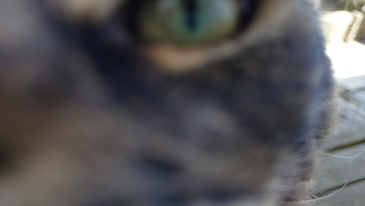 harpnote's tweet image. She can be quite naughty... But she gets away with it because she's cute.