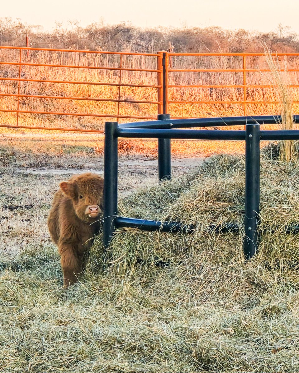 CoalValleyCoos's tweet photo. Snack time but make it sneaky 😏🐂
Small cow, big plans.

#highlandcalf #farmlife #farmvibes #cattleofinstagram #babycow https://t.co/bS7WVz3rbt