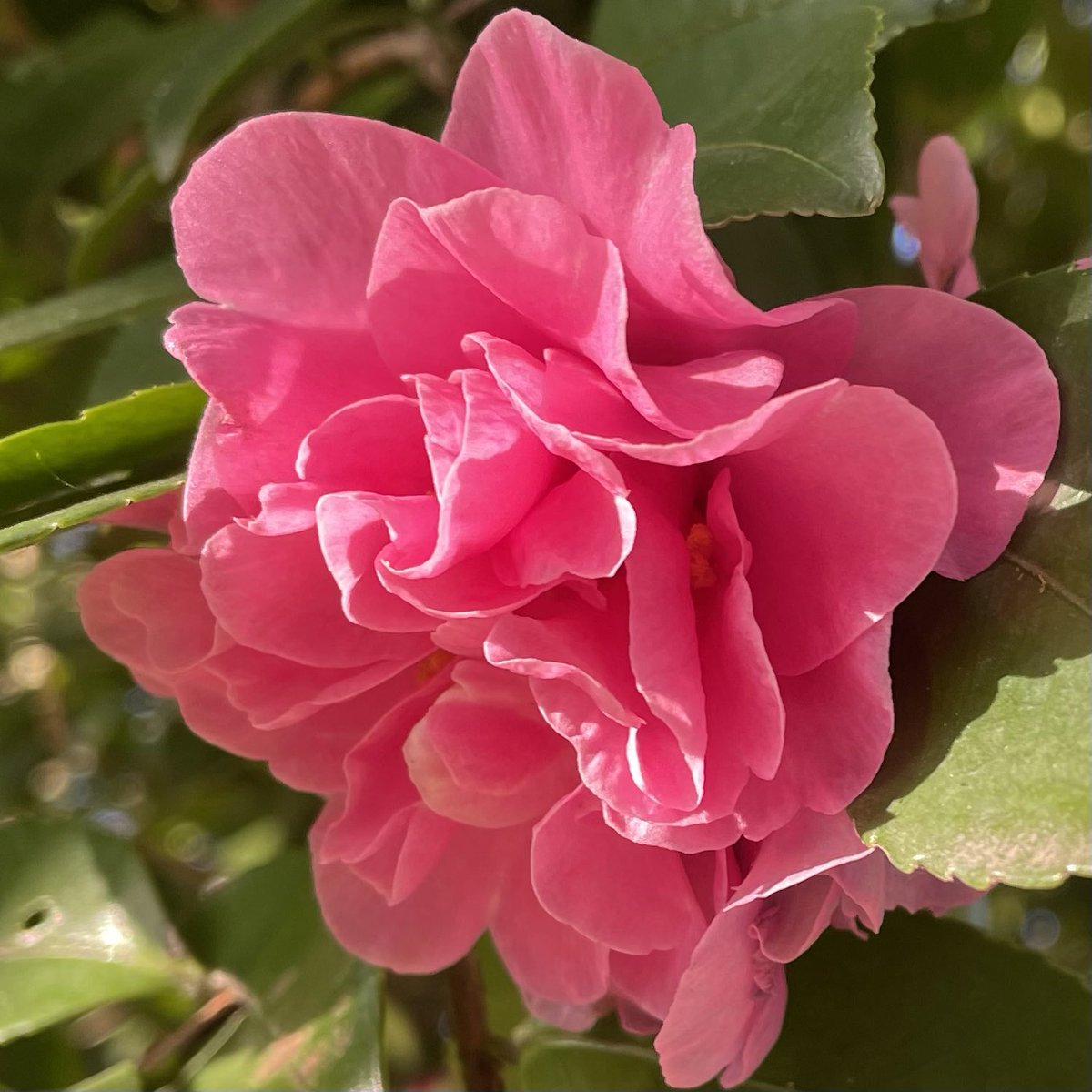 🍀お早う御座います^o^🍀

あなたの痛みや悲しみは
あなたしか知らない
あなたを救うのはあなた
あなたを大切にして
あなたが掴む笑顔の日々

皆様、今日もニッコリ笑顔で
良い一日になる〜
(o^^o)

#花の写真
#笑顔の五行詩