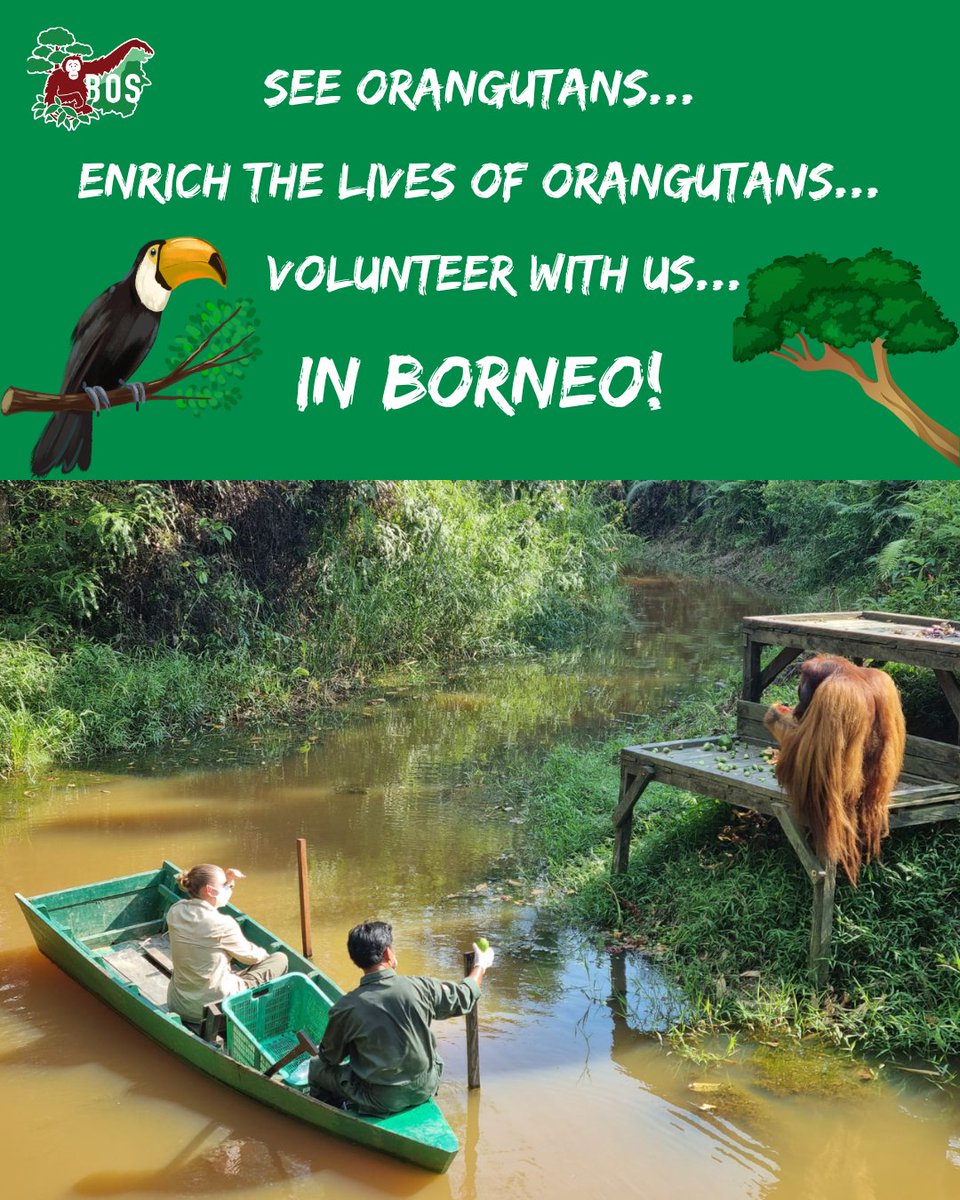 Kick off the new year with a trip of a lifetime!

We still have spots available for our Orangutan Enrichment Volunteer Tours in January, February and March.

experienceborneo.org/orangutan-volu…

#saveorangutans #volunteer #joinus #volunteerwithus #tripofalifetime