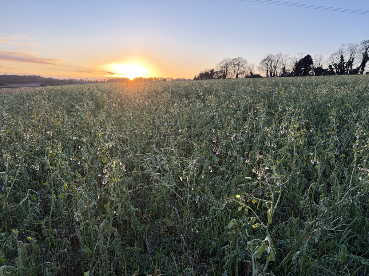 NoningtonFarms's tweet photo. Despite the frost knocking the cover crop, the 🐑 are out next week to graze a third of the crop #SoilHealth @FWAGSouthEast #NitrogenEfficiency https://t.co/xuJY4TmUEG