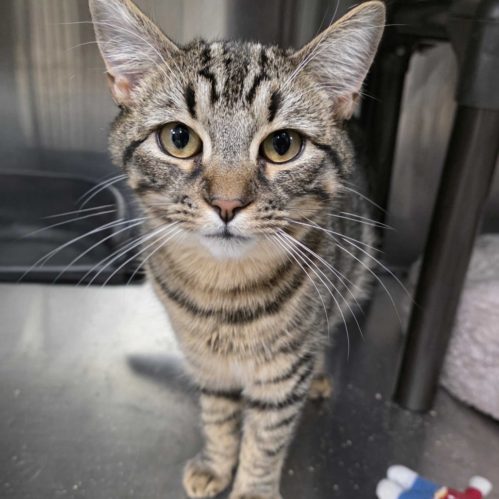Meet Eden &amp; Percy! 😺

These two kitten sisters are looking for their forever home, and they promise to entertain you all day long!

Eden and Percy absolutely love snuggles, adventures, and toys - but most importantly, each other. They would be happiest in a home where they can