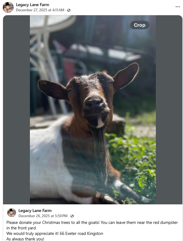 HTG03842's tweet photo. GOATS EAT **NATURAL** CHRISTMAS TREES
Some Goat Farmers will feed real Christmas trees to their goats.

Attached are listed farms.
Contact them to know what they will take.
Legacy Lane Farm moved to Kingston, NH last week.

#nhgov #propertytaxes #nhpolitics https://t.co/M2lKuvMXMp