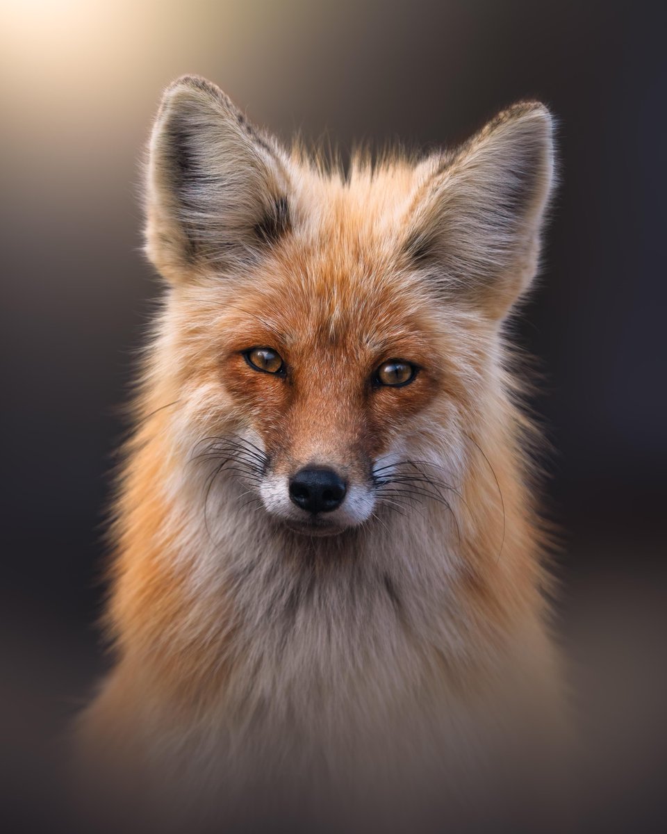 Adobe Lightroom tweet media