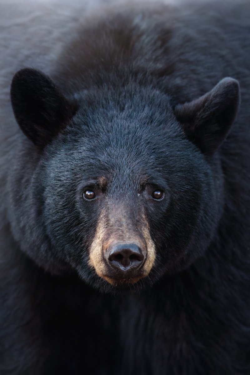 Adobe Lightroom tweet media