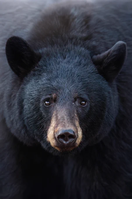 A close-up shot of a black bear's face, filling the frame. The bear has small, round ears, dark, soulful eyes, and a prominent snout. Its fur is dense and glossy, with hints of brown around the muzzle.