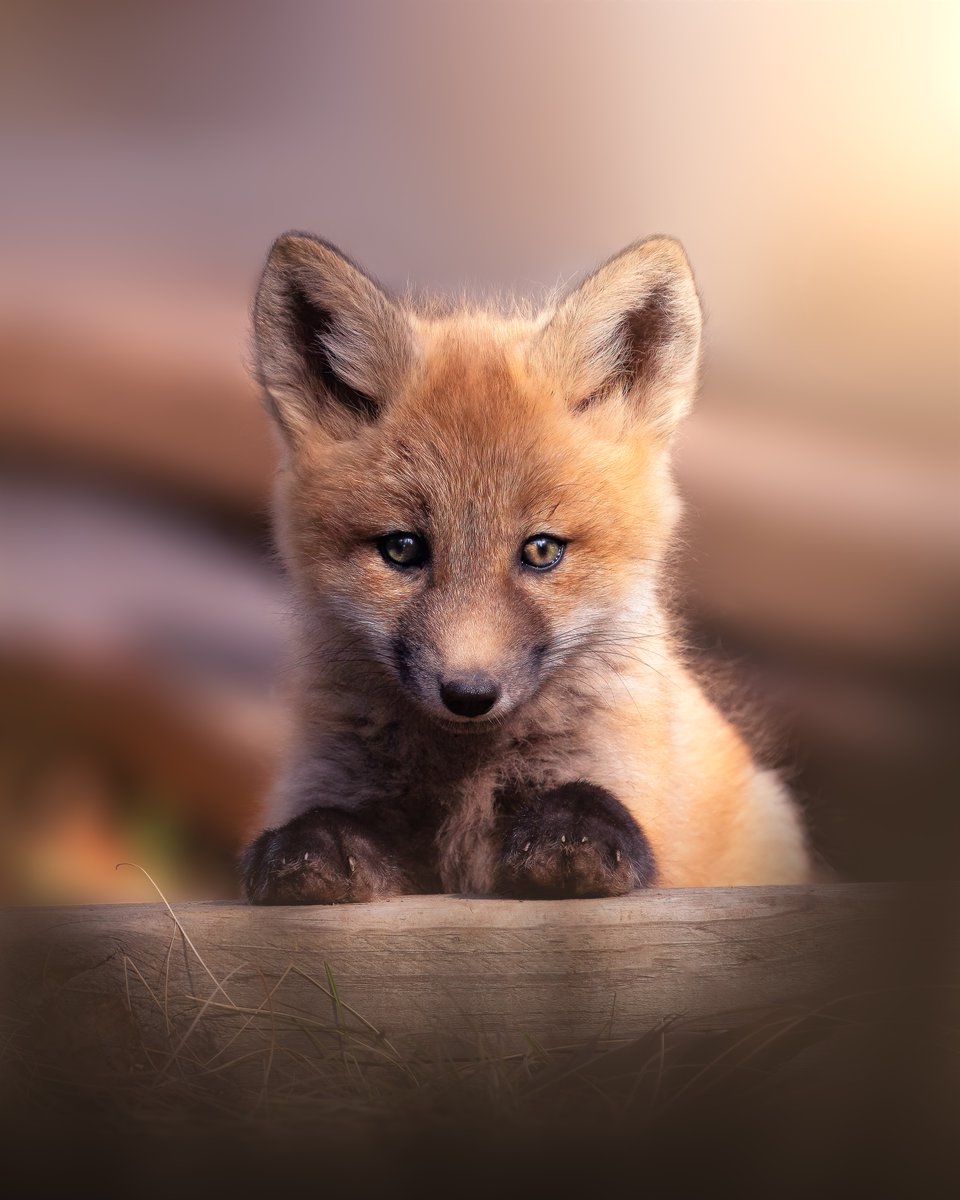 Adobe Lightroom tweet media