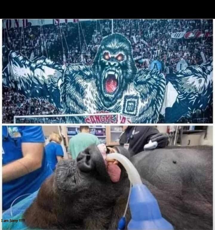 pcs_costa's tweet image. te volvimos a romper el culo @ClubALoficial  cucarachas de mierda no son rival para nosotros.