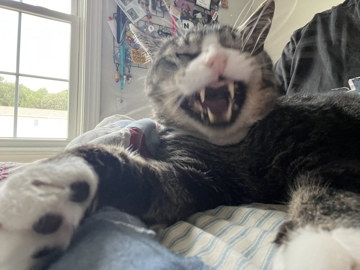 stinky_boots's tweet image. fart IQ