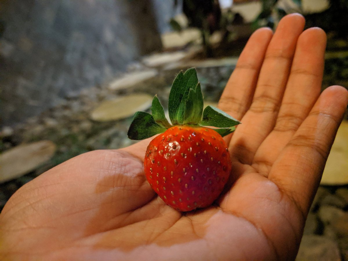 SebutsayaA's tweet image. Ah, akhirnya hari yang telah lama dipikirkan itu tiba. Dan akhirnya aku dapat melepasmu dengan tenang dan senang. 
Congrats on your new way, new world, and new year. 
Happy for you
Happy for me to see you happy
See u on another stories

Good bye my little strawberries.