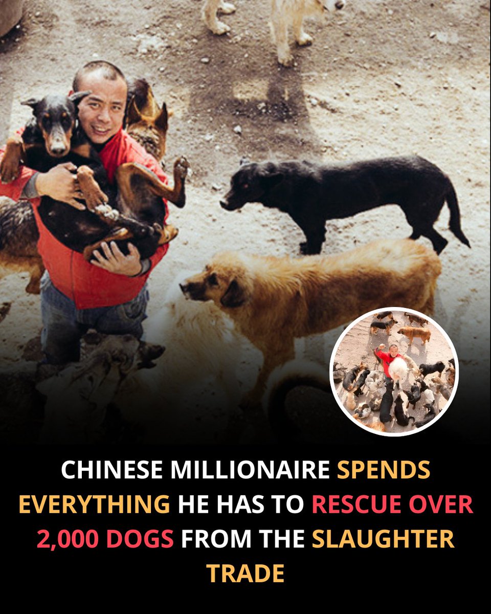 Protect_Wldlife's tweet image. He spent his entire fortune to save Dogs no one else would fight for.

Chinese millionaire Wang Yan has dedicated his life and every last bit of his money to rescuing Dogs from the slaughter trade. While others looked away, he stepped in and started saving thousands of lives.

He…
