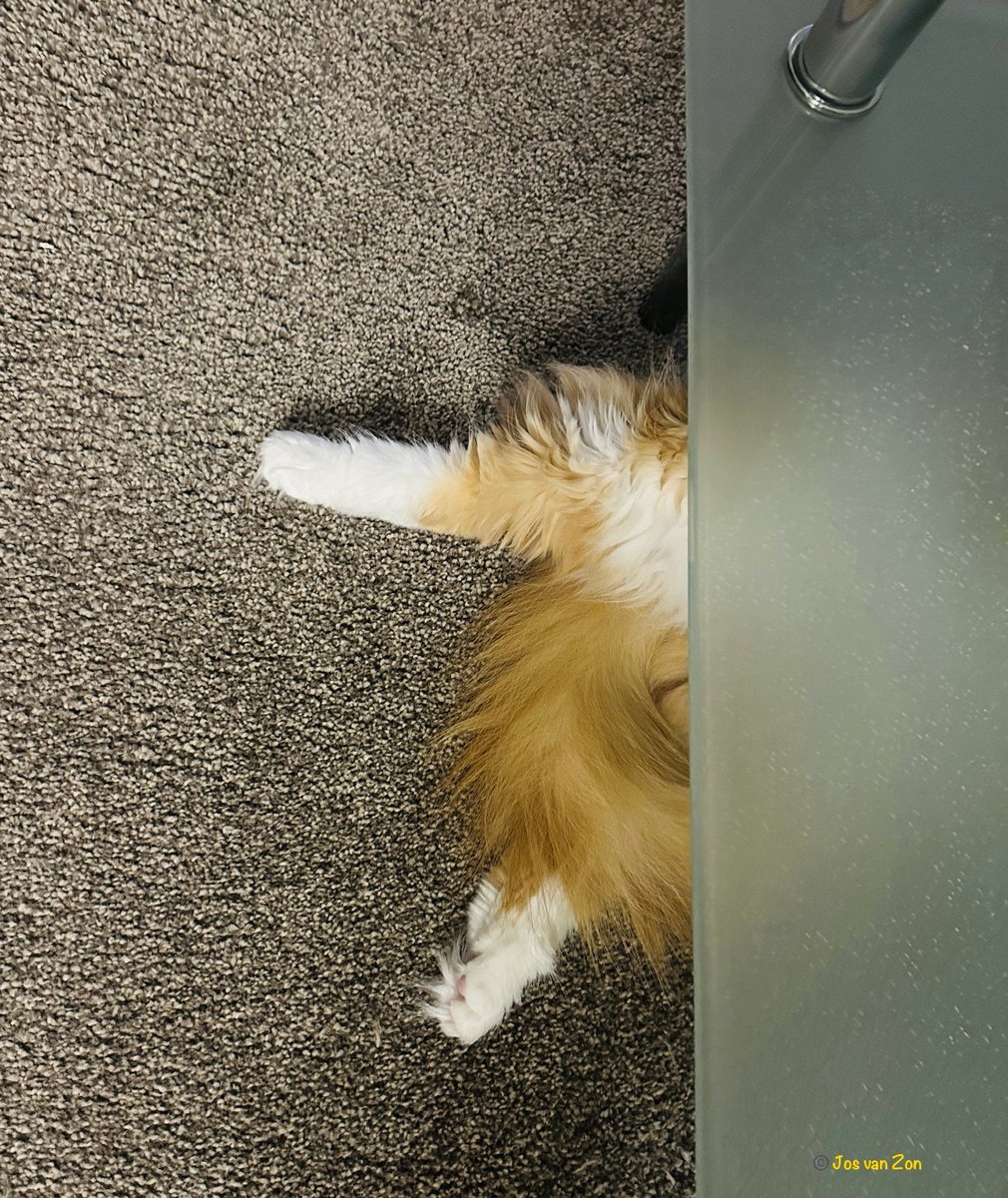 JosVanZon's tweet image. Er steekt wat onder de tafel uit 😻🤣😂 #Poten #Paws #CatsPaw #KattenPoten #Cat 🐾🐾