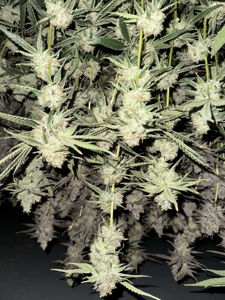 Yellowthumb213's tweet photo. #BolothonOG #2 and #sfvog x #Zbx phenos rdy to test https://t.co/kFMKIU1MI7