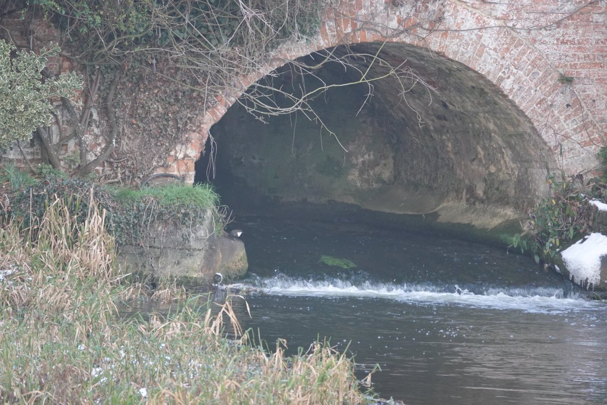 Toby’s Birding tweet media