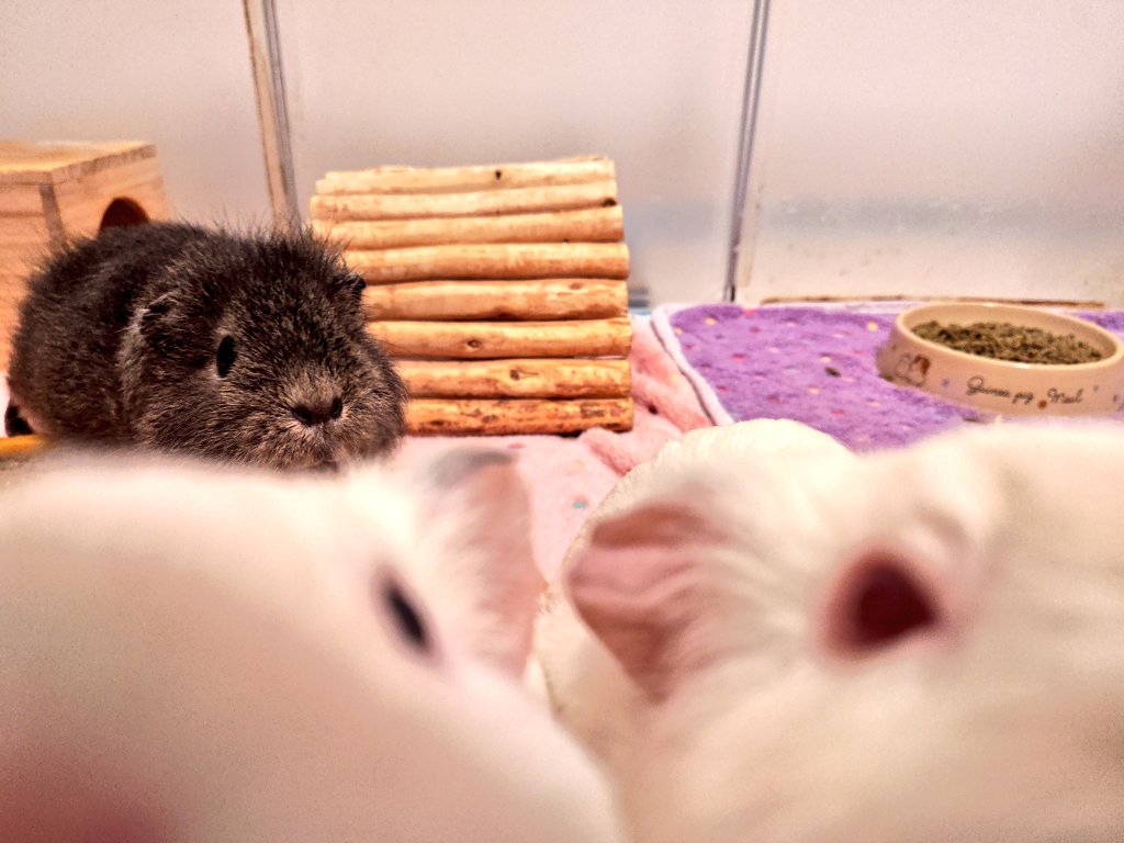 うわあああああああ😇

 #禰豆子
 #ぶーちゃん
 #ビノちゃん
 #きなたん