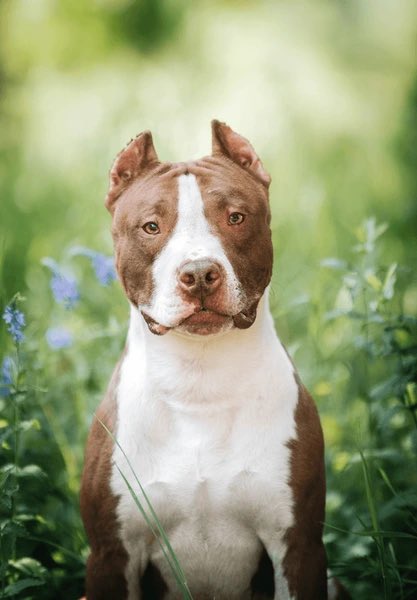 Penjamin tweet media