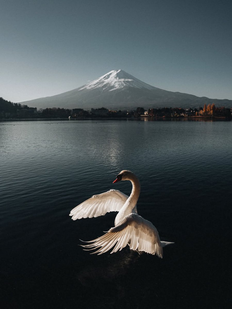 Nature__Gift's tweet photo. In the calm dawn light, a swan spreads its wings on tranquil waters, with Mount Fuji standing eternal! breathe deeply, let go, and find peace here. 🦢🗻✨ https://t.co/KzJgAw9cc8