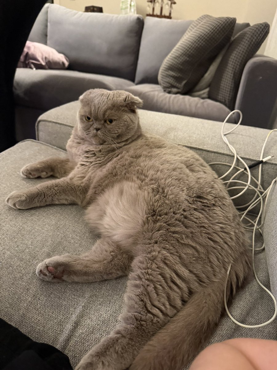 zbdk7's tweet image. gobegi bronzlasmamis