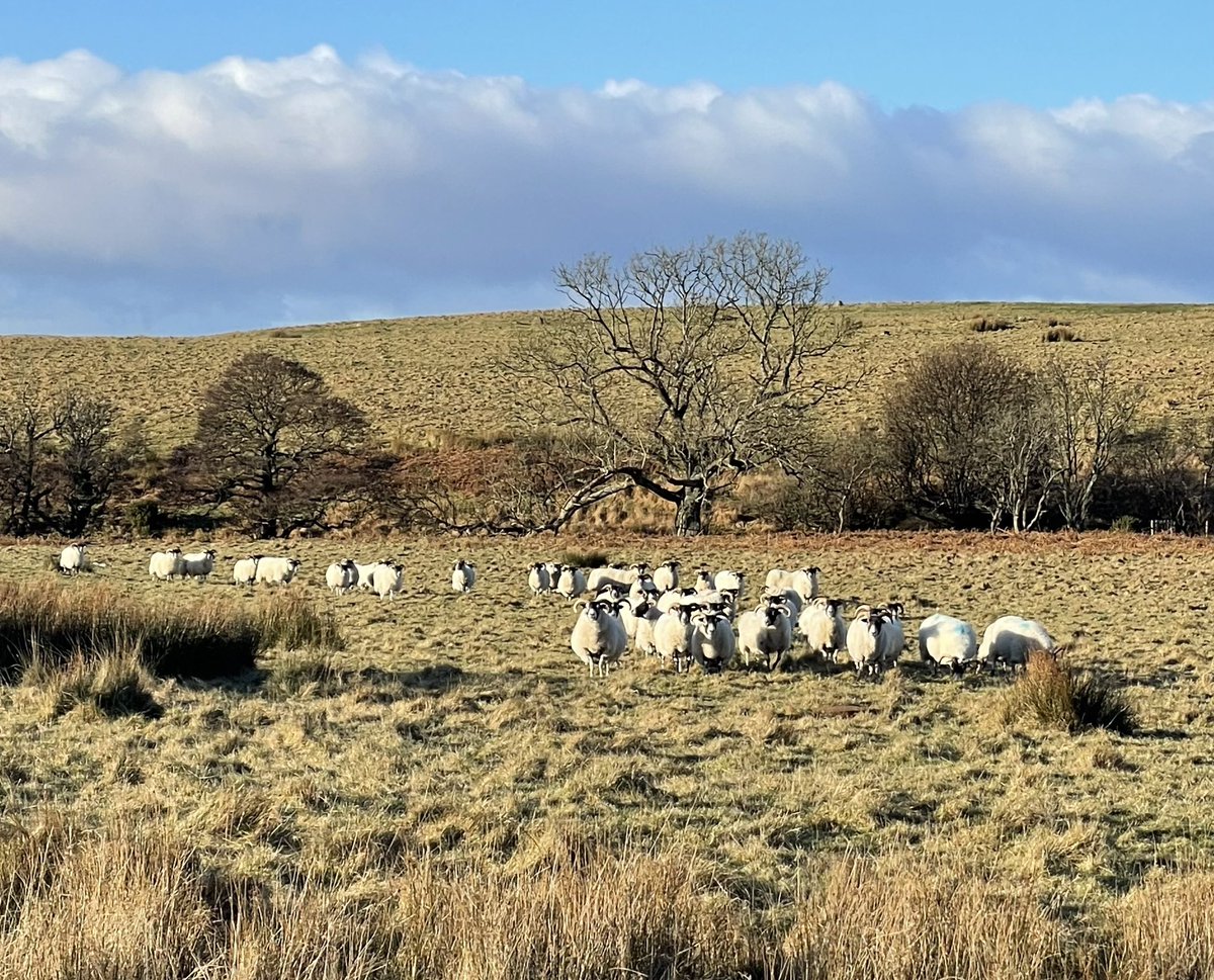 🏴󠁧󠁢󠁳󠁣󠁴󠁿 andrew prentice tweet media