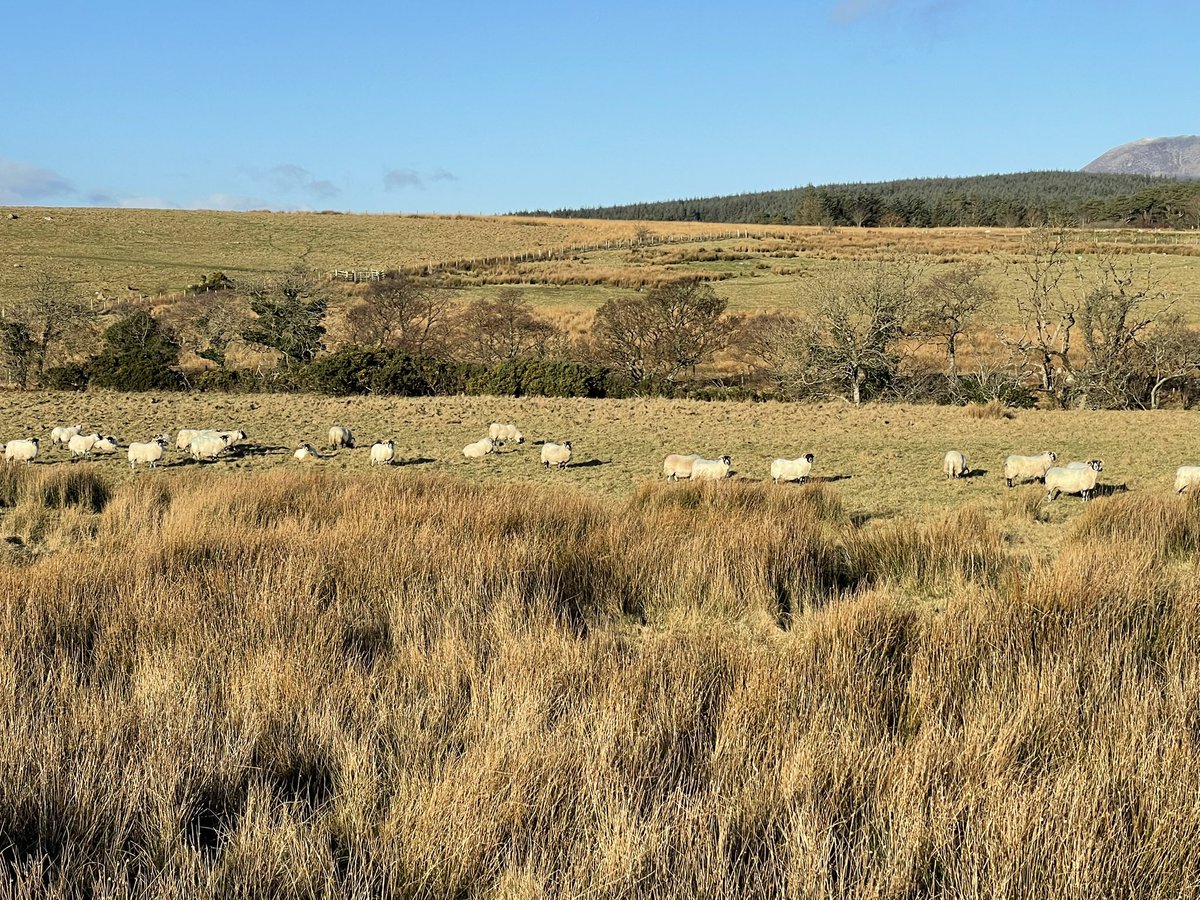 🏴󠁧󠁢󠁳󠁣󠁴󠁿 andrew prentice tweet media