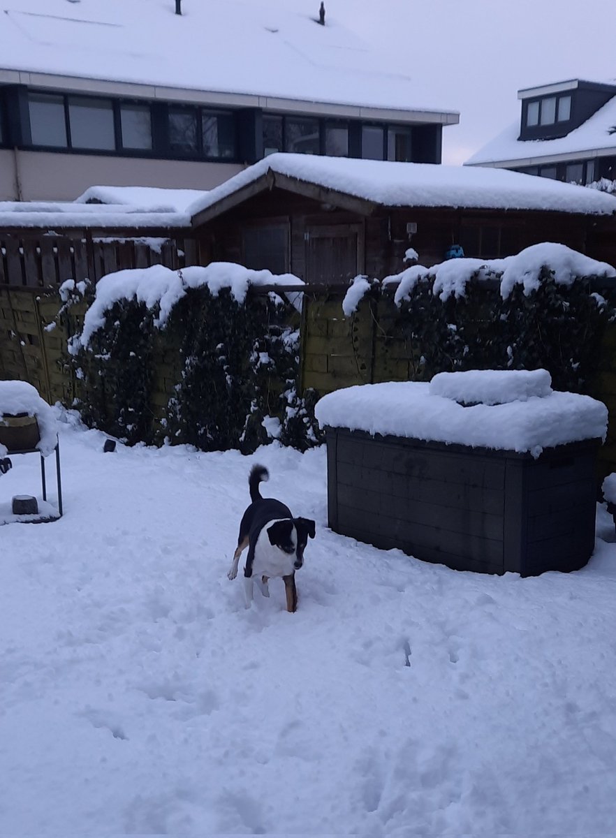 p_pje's tweet photo. Sneeuwpret met de hond. https://t.co/TTXL78NIu1