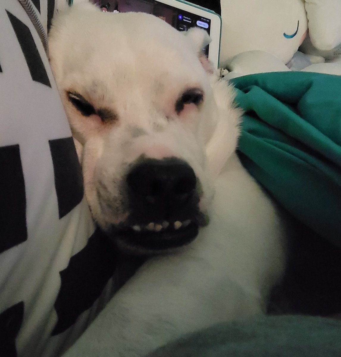 vcm1824's tweet photo. 8 years ago, I got this adorable, cuddly, chicken of a dog, and he's the best thing to me.
Happy Gotcha Day, Flynn!!! https://t.co/KGTirfJrgP